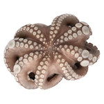 Осьминог мороженый , Цветок IQF (Octopus vulgaris) 2-3 кг. Глазурь 8%