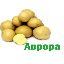Картофель Аврора