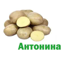 Картофель Антонина