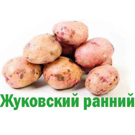 Купить картофель Жуковский ранний оптом. Доставка по всей России. Любаяформа оплаты