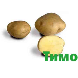 Картофель Тимо