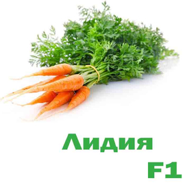 Морковь Лидия F-1