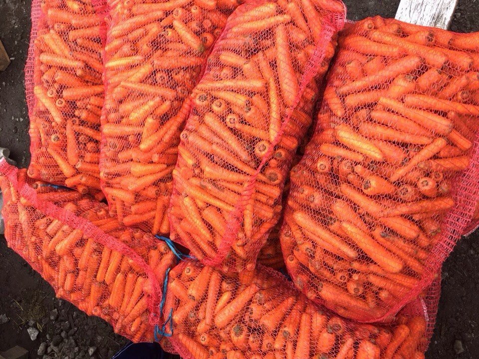 Купить морковь Бирючекутская оптом