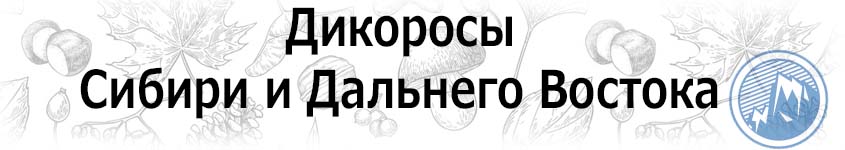 Купить дикоросы Сибири и Дальнего востока